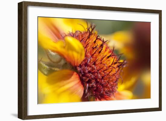 USA, Washington State, Palouse. Close-up of a Sunflower-Dennis Flaherty-Framed Photographic Print