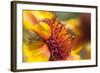 USA, Washington State, Palouse. Close-up of a Sunflower-Dennis Flaherty-Framed Photographic Print