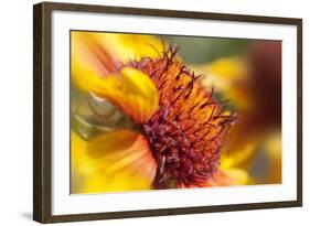 USA, Washington State, Palouse. Close-up of a Sunflower-Dennis Flaherty-Framed Photographic Print