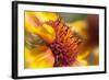 USA, Washington State, Palouse. Close-up of a Sunflower-Dennis Flaherty-Framed Photographic Print