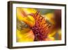 USA, Washington State, Palouse. Close-up of a Sunflower-Dennis Flaherty-Framed Photographic Print