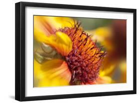 USA, Washington State, Palouse. Close-up of a Sunflower-Dennis Flaherty-Framed Photographic Print