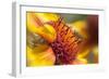 USA, Washington State, Palouse. Close-up of a Sunflower-Dennis Flaherty-Framed Photographic Print