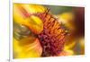 USA, Washington State, Palouse. Close-up of a Sunflower-Dennis Flaherty-Framed Photographic Print