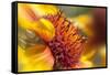 USA, Washington State, Palouse. Close-up of a Sunflower-Dennis Flaherty-Framed Stretched Canvas