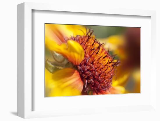 USA, Washington State, Palouse. Close-up of a Sunflower-Dennis Flaherty-Framed Photographic Print