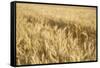 USA, Washington State, Palouse. Close-up of wheat-Deborah Winchester-Framed Stretched Canvas