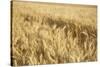 USA, Washington State, Palouse. Close-up of wheat-Deborah Winchester-Stretched Canvas