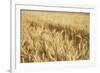 USA, Washington State, Palouse. Close-up of wheat-Deborah Winchester-Framed Photographic Print