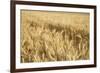 USA, Washington State, Palouse. Close-up of wheat-Deborah Winchester-Framed Photographic Print