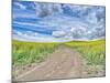 USA, Washington State, Palouse, Country Backroad through Spring canola fields-Terry Eggers-Mounted Photographic Print