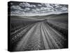 USA, Washington State, Palouse. Country backroad through spring crops-Terry Eggers-Stretched Canvas