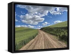 USA, Washington State, Palouse, Country Backroad through Spring wheat fields-Terry Eggers-Framed Stretched Canvas