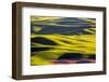 USA, Washington State, Palouse Country, Lone Tree in Wheat Field-Terry Eggers-Framed Photographic Print