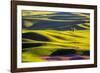 USA, Washington State, Palouse Country, Lone Tree in Wheat Field-Terry Eggers-Framed Photographic Print