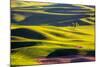 USA, Washington State, Palouse Country, Lone Tree in Wheat Field-Terry Eggers-Mounted Photographic Print