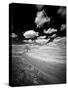 USA, Washington State, Palouse. Crops growing on the rolling hills of the Palouse-Terry Eggers-Stretched Canvas