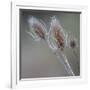 USA, Washington State, Palouse. Dried teasels-Deborah Winchester-Framed Photographic Print