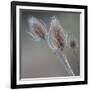 USA, Washington State, Palouse. Dried teasels-Deborah Winchester-Framed Photographic Print
