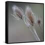 USA, Washington State, Palouse. Dried teasels-Deborah Winchester-Framed Stretched Canvas