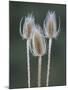 USA, Washington State, Palouse. Dried teasels-Deborah Winchester-Mounted Photographic Print