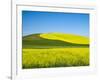 USA, Washington State, Palouse. Field of canola and wheat in full bloom-Terry Eggers-Framed Photographic Print