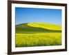 USA, Washington State, Palouse. Field of canola and wheat in full bloom-Terry Eggers-Framed Photographic Print