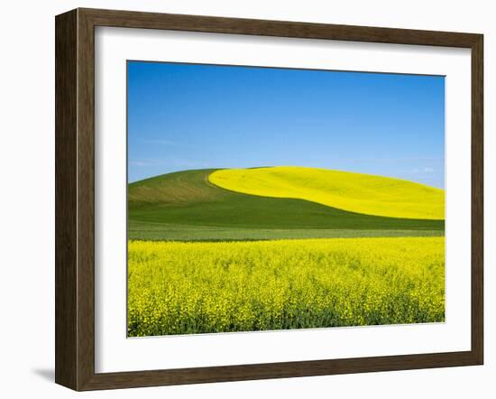 USA, Washington State, Palouse. Field of canola and wheat in full bloom-Terry Eggers-Framed Photographic Print