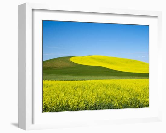 USA, Washington State, Palouse. Field of canola and wheat in full bloom-Terry Eggers-Framed Photographic Print