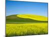 USA, Washington State, Palouse. Field of canola and wheat in full bloom-Terry Eggers-Mounted Photographic Print