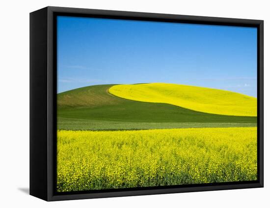 USA, Washington State, Palouse. Field of canola and wheat in full bloom-Terry Eggers-Framed Stretched Canvas