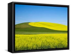 USA, Washington State, Palouse. Field of canola and wheat in full bloom-Terry Eggers-Framed Stretched Canvas