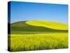 USA, Washington State, Palouse. Field of canola and wheat in full bloom-Terry Eggers-Stretched Canvas