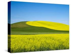 USA, Washington State, Palouse. Field of canola and wheat in full bloom-Terry Eggers-Stretched Canvas