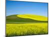 USA, Washington State, Palouse. Field of canola and wheat in full bloom-Terry Eggers-Mounted Photographic Print