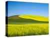 USA, Washington State, Palouse. Field of canola and wheat in full bloom-Terry Eggers-Stretched Canvas