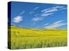 USA, Washington State, Palouse. Field of canola in full bloom-Terry Eggers-Stretched Canvas