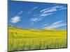 USA, Washington State, Palouse. Field of canola in full bloom-Terry Eggers-Mounted Photographic Print
