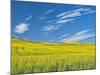 USA, Washington State, Palouse. Field of canola in full bloom-Terry Eggers-Mounted Photographic Print