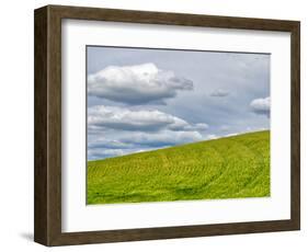 USA, Washington State, Palouse. Field of spring wheat with seed lines-Terry Eggers-Framed Photographic Print