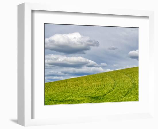 USA, Washington State, Palouse. Field of spring wheat with seed lines-Terry Eggers-Framed Photographic Print