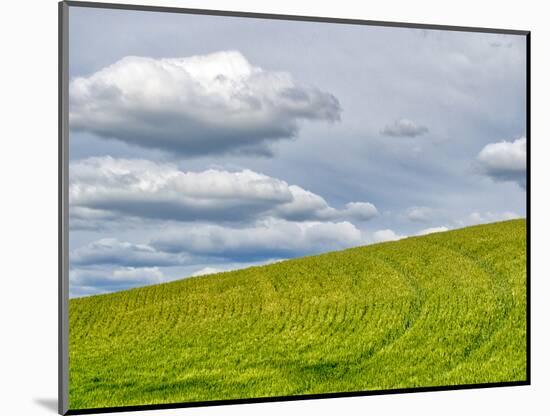 USA, Washington State, Palouse. Field of spring wheat with seed lines-Terry Eggers-Mounted Photographic Print