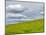 USA, Washington State, Palouse. Field of spring wheat with seed lines-Terry Eggers-Mounted Photographic Print