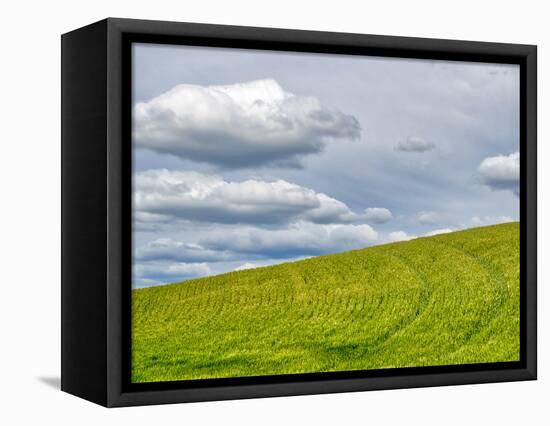 USA, Washington State, Palouse. Field of spring wheat with seed lines-Terry Eggers-Framed Stretched Canvas