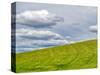 USA, Washington State, Palouse. Field of spring wheat with seed lines-Terry Eggers-Stretched Canvas