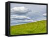 USA, Washington State, Palouse. Field of spring wheat with seed lines-Terry Eggers-Framed Stretched Canvas