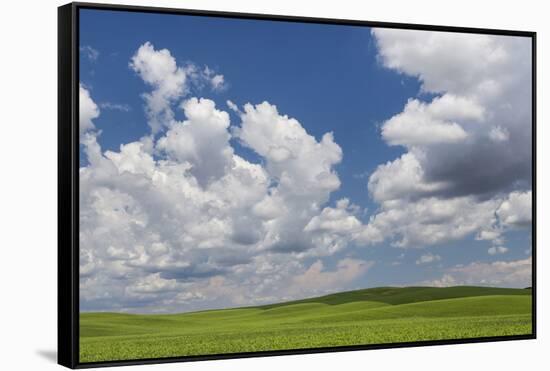 USA, Washington State, Palouse Hills. Field of Spring Peas-Don Paulson-Framed Stretched Canvas