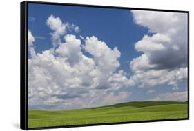 USA, Washington State, Palouse Hills. Field of Spring Peas-Don Paulson-Framed Stretched Canvas