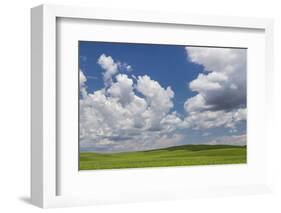 USA, Washington State, Palouse Hills. Field of Spring Peas-Don Paulson-Framed Photographic Print