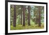 USA, Washington State, Palouse Hills. Pine Forest Scenic-Don Paulson-Framed Photographic Print